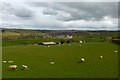 Sheep grazing at Woodyett