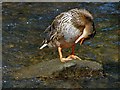 Preening duck in The Porter Brook