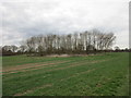 Clump of trees near Edingley