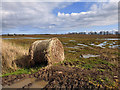 Water-logged farmland at Westerfolds