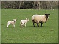NZ1099 : Ewe and lambs at Longhaugh by Graham Robson