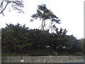 Trees on Seabrook Road, Hythe