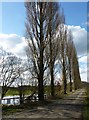 Poplars by a pond