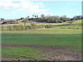 Hillside fields and trees