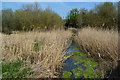 Reed beds in Rainham Creek