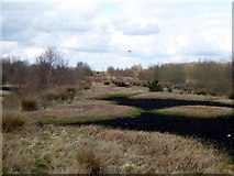 N1519 : Peatlands near Lough Boora by Oliver Dixon