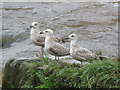 Three young seagulls by the salmon steps