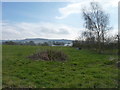 Brushwood and polytunnels