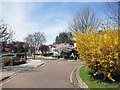 Forsythia Bush in Abbots Gardens