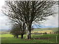 Field edge trees near Orchard