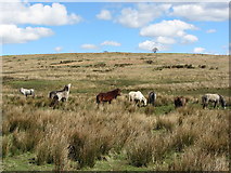 ST1398 : Horses on Gelli-gaer Common by Gareth James