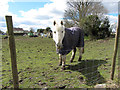 Horse near Gelligaer