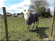 ST1397 : Horse near Gelligaer by Gareth James