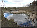 Pond in Penallta Park