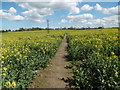 Path through field of oilseed rape