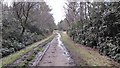 Woodland Track - Wyke Common