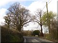 Trees signalling the end of winter by A3072