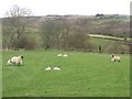 NU0800 : Grazing ewes and lambs by Graham Robson