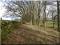 Narrow strip of woodland on Hill of Lour