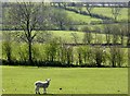 SD7944 : Lamb at pasture by philandju