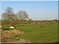 SO9259 : Cows in fields on Trench Lane, Oddingley by Jeff Gogarty