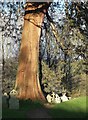 Churchyard tree, Netherbury