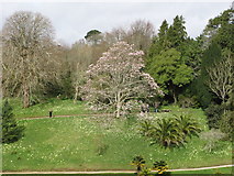 SW7727 : Magnolia campbellii, Glendurgan by David Hawgood