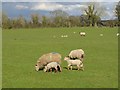 N1820 : Sheep with lambs, Teach Lea by Oliver Dixon