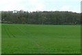 Footpath towards Town Wood