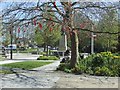 Poppies in Memorial Square