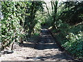 The North Downs Way near to Farnham