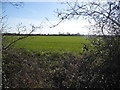 Field in Eaton Bray