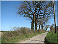 Oak trees growing beside rural lane