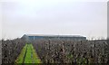 Orchard, Great Cheveney Farm