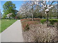 Blossom in Islip Manor Park