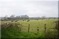 A field of bales near Southgate