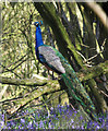 SU4678 : Peacock in Hailey Copse by Des Blenkinsopp
