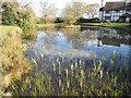 Pond on Lower Breache Road, Ewhurst