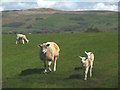 SD6078 : Ewe and lambs at Wood End by Karl and Ali