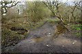 Small stream running off Clyne Common