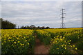 Pylon in a rape field, near Normanton on Trent