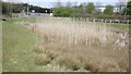 Overgrown pond, Ellistown