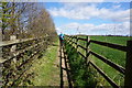 Path leading to Hayton Wood