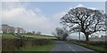 Solitary tree by B3254 south of Langdon