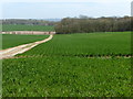 The North Downs Way by Dunn Street