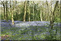 View of bluebells in Chalet Wood, Wanstead Park #33