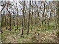 Woodland above Aberfoyle