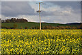 West Somerset : Oil Seed Rape Field