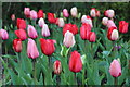 Tulips, Perch Hill Farm gardens