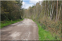 SU9353 : Henley Park Range access road by Alan Hunt